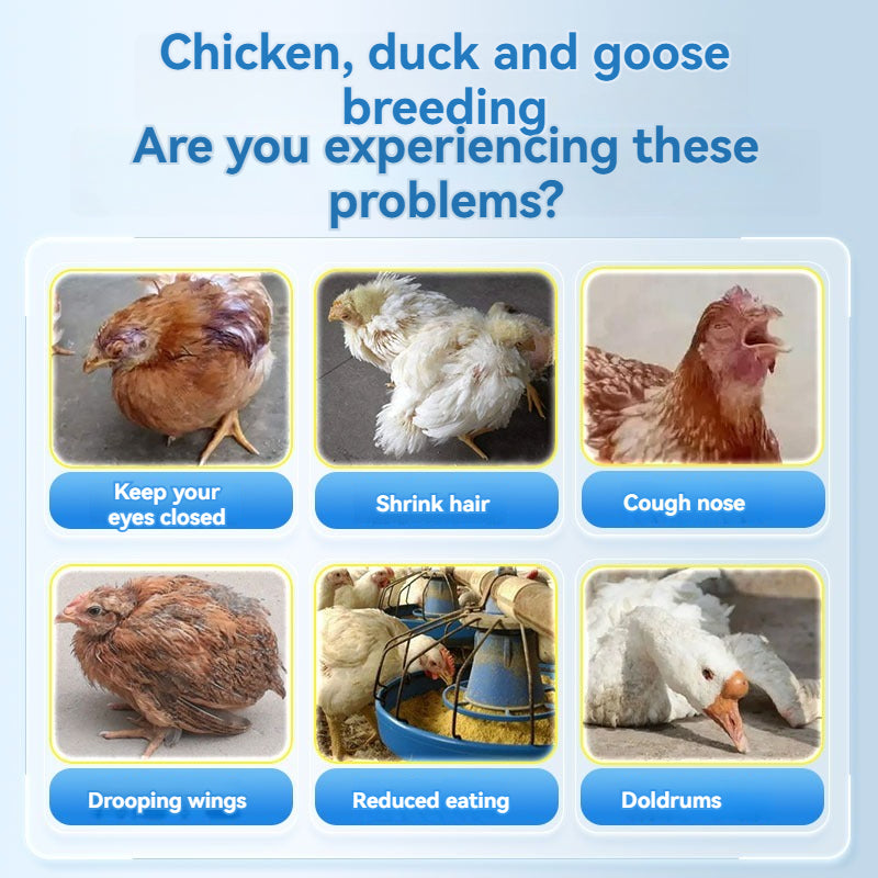 🐔🦆Ogólne leczenie kur, kaczek i gęsi chorych, stojących w miejscu, niejedzących, przeziębionych, chrapiących i cierpiących na biegunkę.-3896008