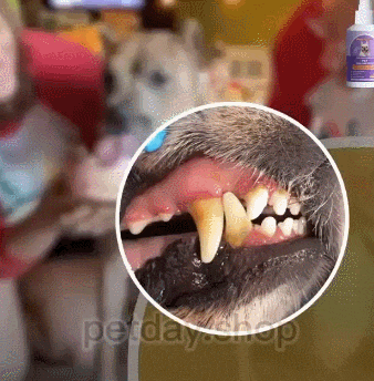 🔥【Kup 1 dostać 1 za darmo】🔥🐶🐱Spray do czyszczenia zębów dla psów i kotów Dezodoryzujący-3883973